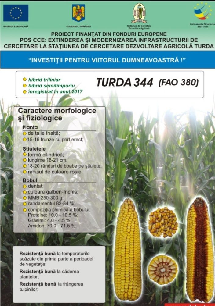 Sămânța Porumb Fundulea 475M, Magnus, Turda,Felix, NETRATAT pt Ecologi