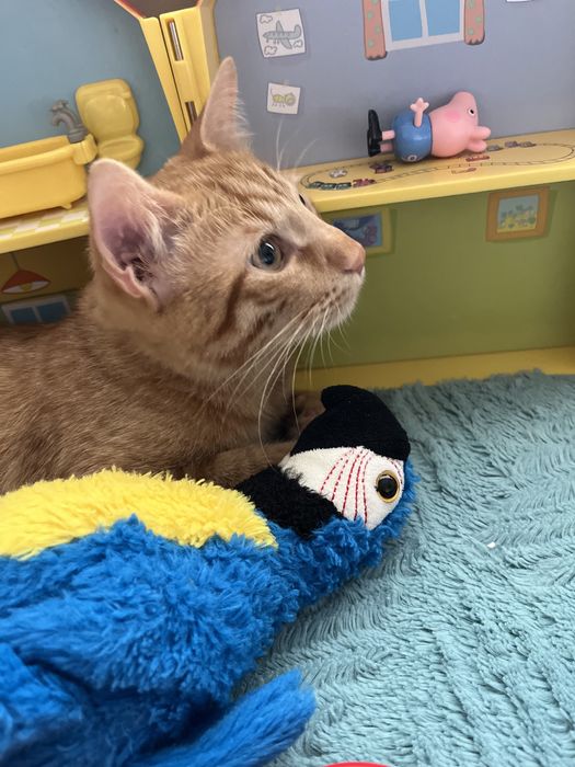 Подарявам мъжко коте на 7 месеца