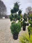 Etajer , Chiparos , PonPon, Spiral , magnolia grandiflora , PonPon