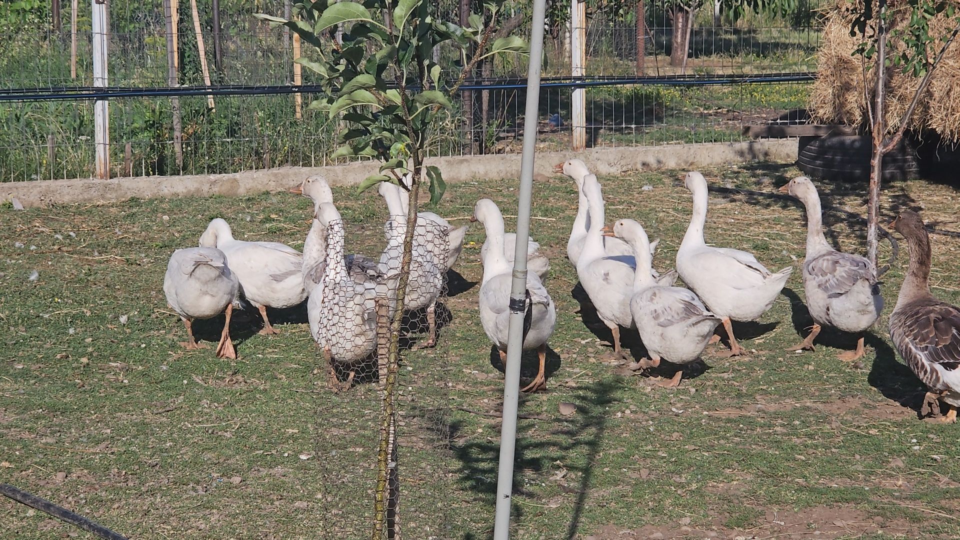 Boboci de gasca de vanzare