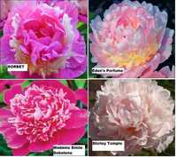 4 bujori de top - flori mari si fff parfumate