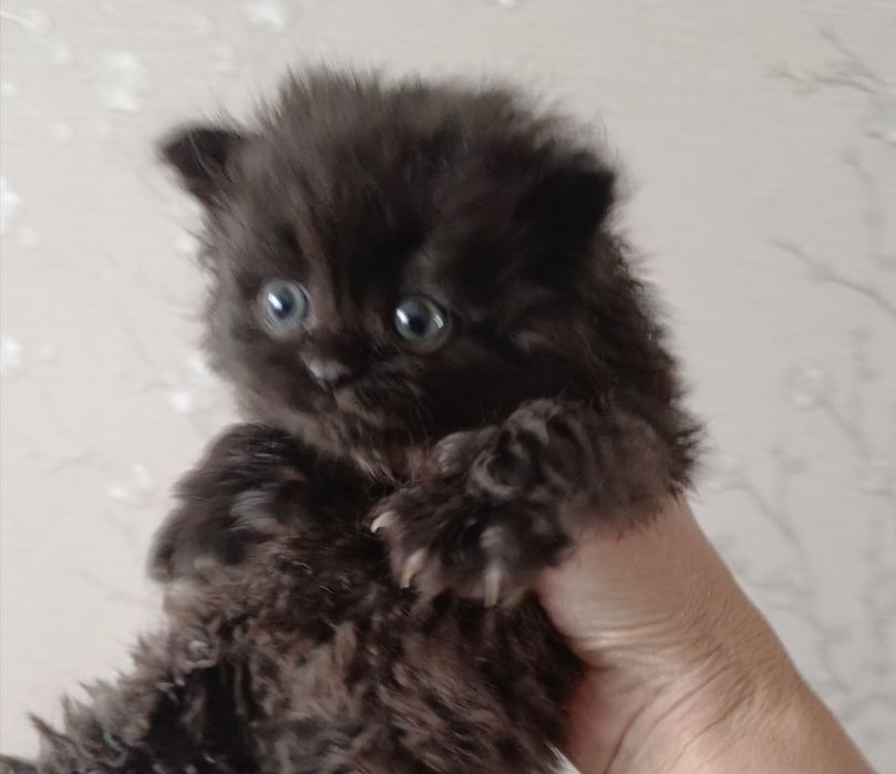 Отдам котят, 1 месяц. Мальчики и девочки.