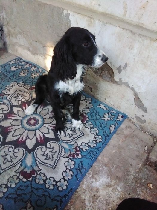 Спаниэль орегинал