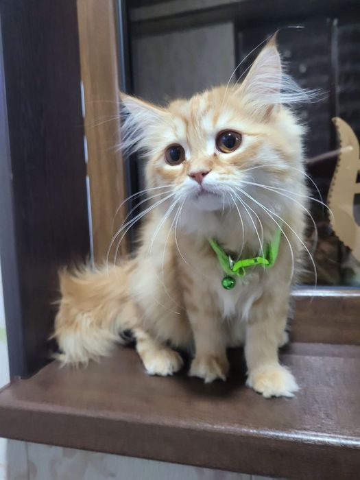 Hadiyaga zotdor mushuk