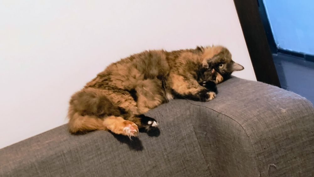 Se donează pisică frumoasă