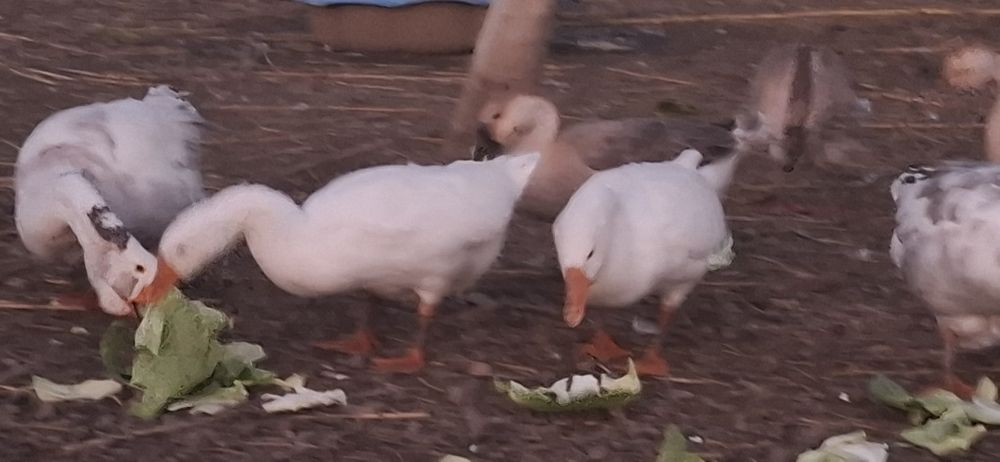 Boboci de gasca din luna iulie