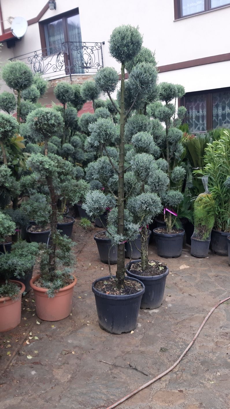 Plante ornamentale,tuia leylandi,smaragd,gazon rulouri,preț minim