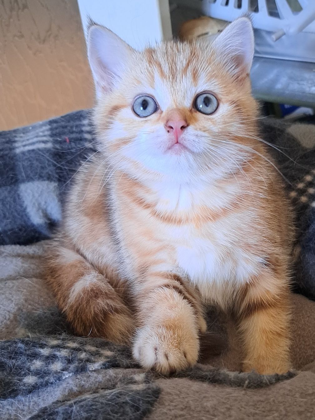 Котенца шотландски/британски
