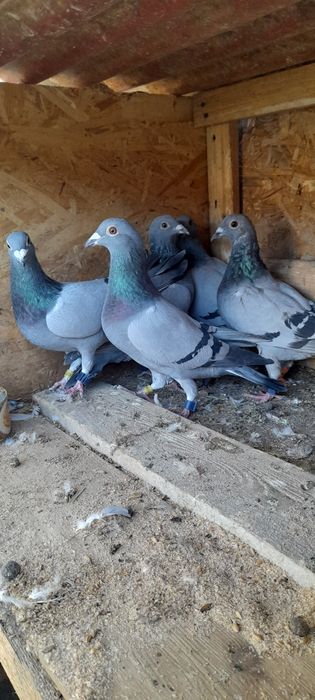 Vând porumbei voiajori