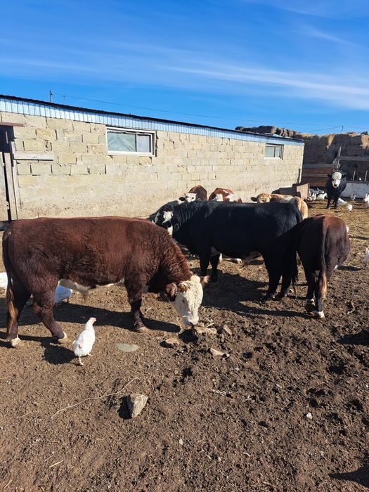 КРС по 3800 тг. Тушами от 150 до 230 кг.