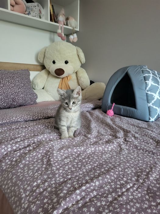 Подарява се женско коте.