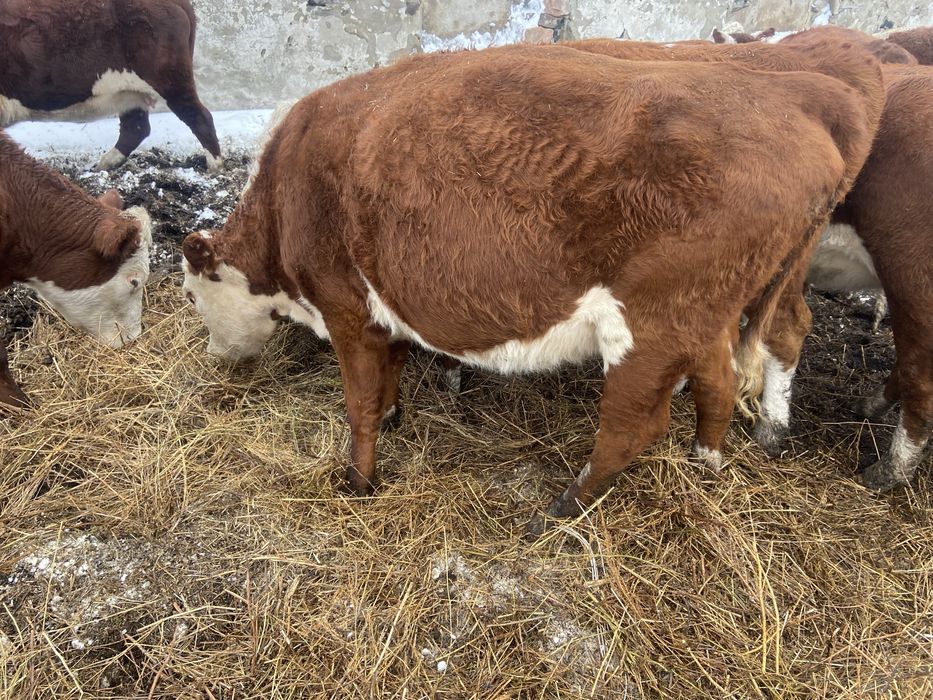 Продам телок в количестве 4 голов,1 первотелка и 3 телочки 2025 года,