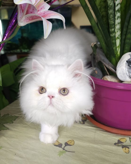 Персийско котенце