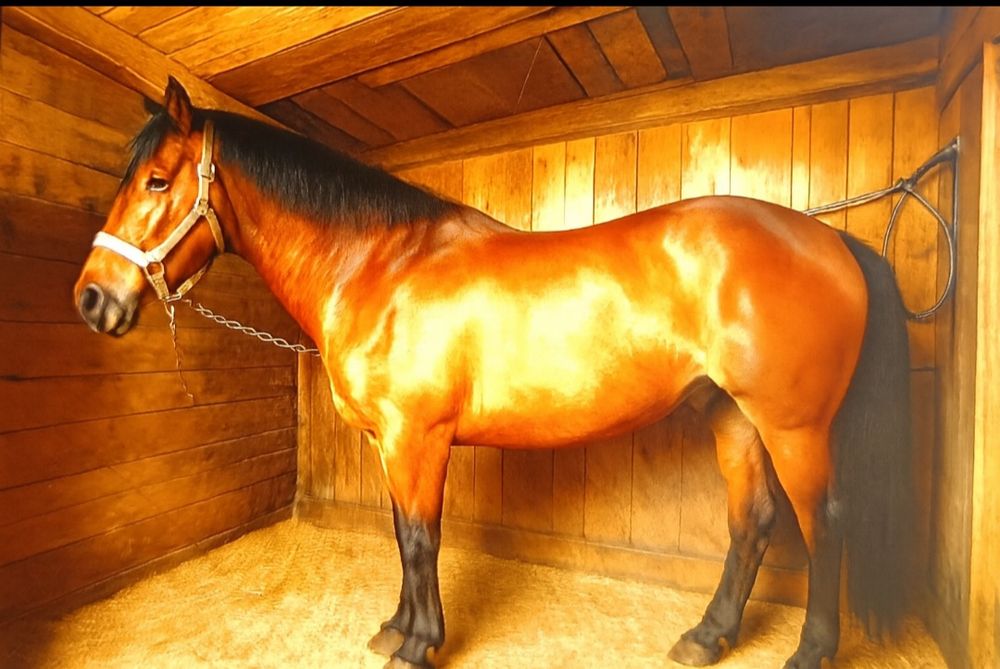 Vând manz de 2 ani castrat