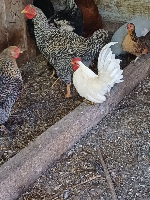 Vând cocoșei pitici