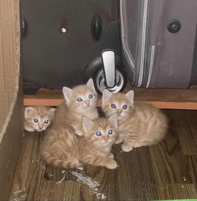 Адам в добрые руки