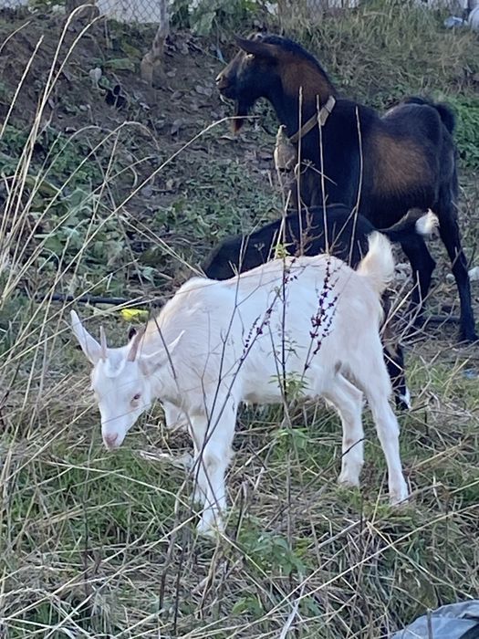Свободни две кози две ярета и един пръч