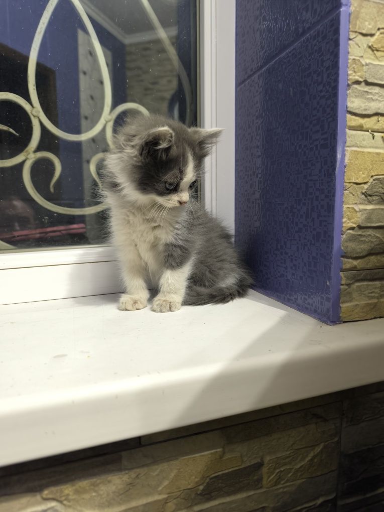 Котята бесплатно