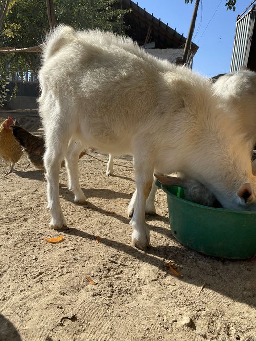 Заненский ешкілер сатылады