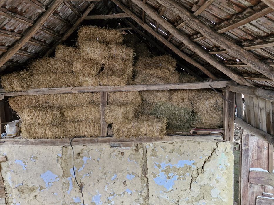 Lucernă de vânzare