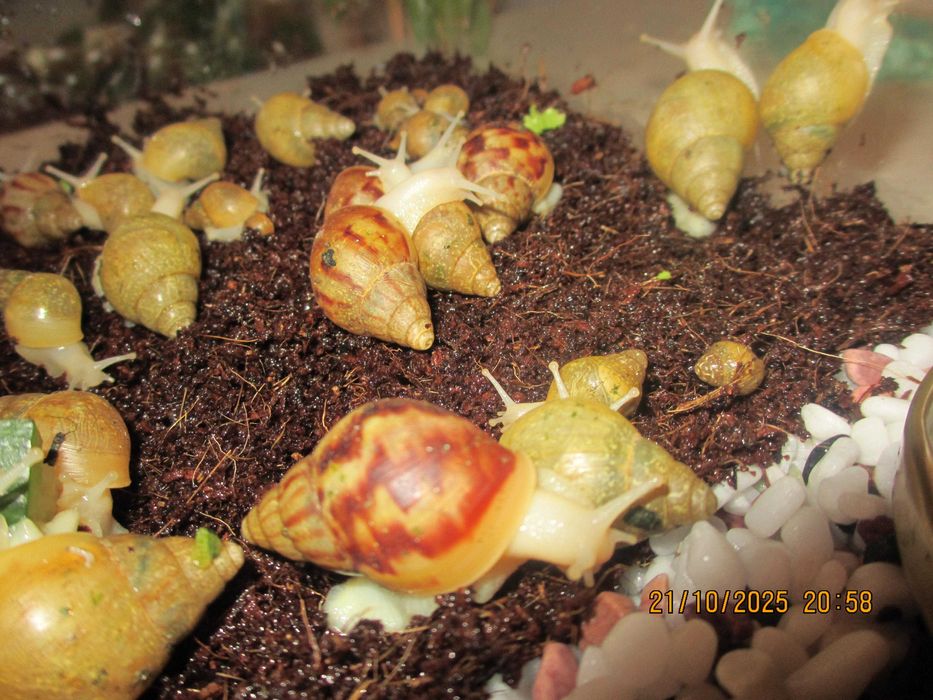 Гигантски Африкански охлюви