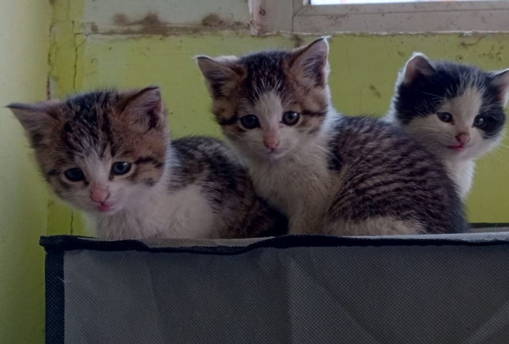 Милые котята. Милые котята