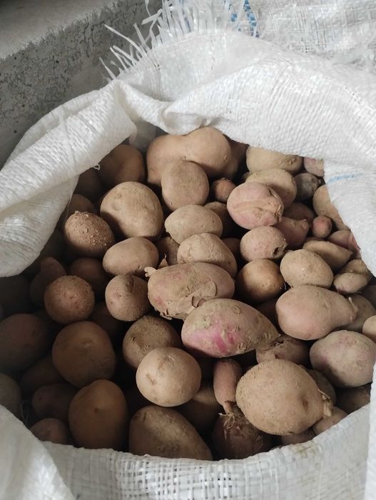 Cartofi mici pentru animale