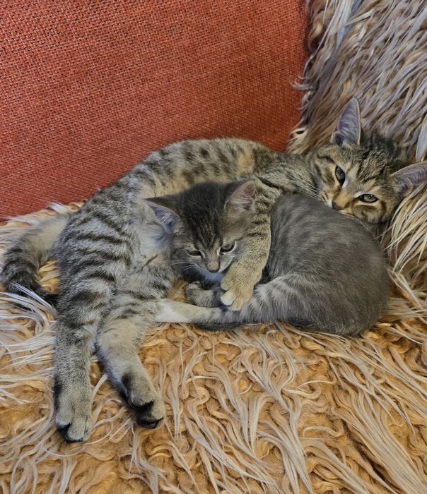 Котетата са Сиво-сребристи със сини очи и Тигрови със златисти очи!