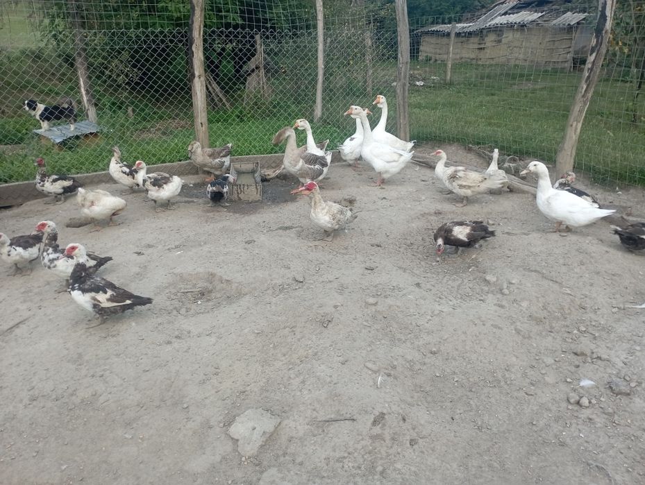 Gâște și rate leșești de casa
