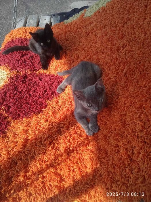 Котята в дар от кошки-крысылова