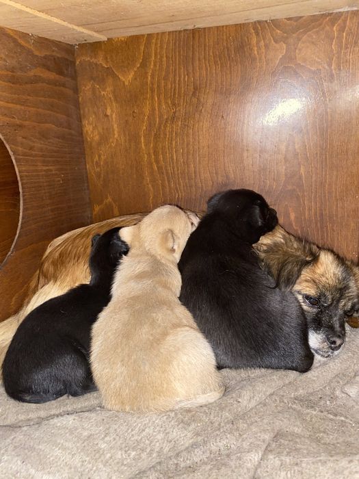 Cățelușe spre adopție