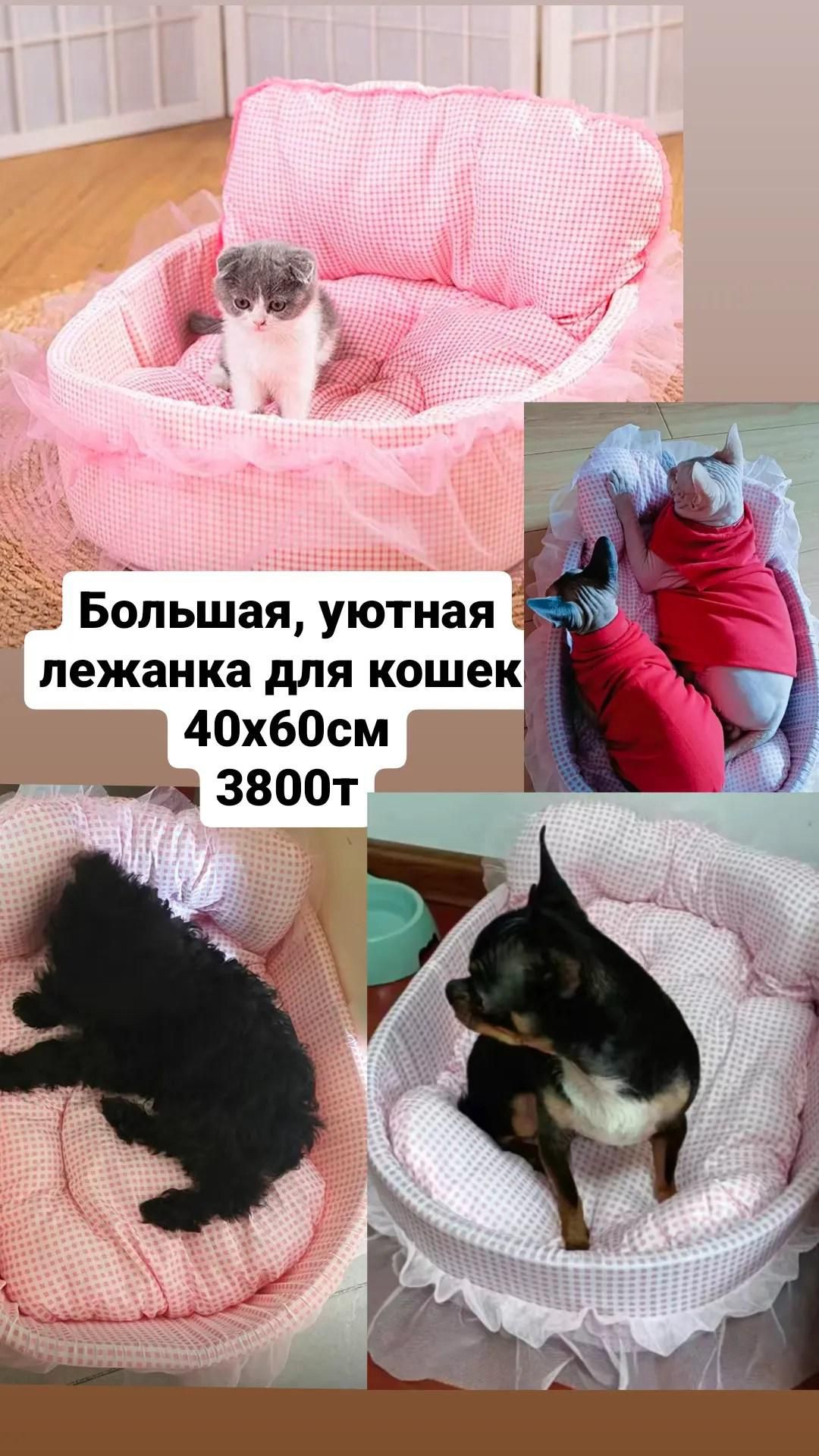Шлейка поводок ,сухой корм и тд  Феликс 1.3 кг