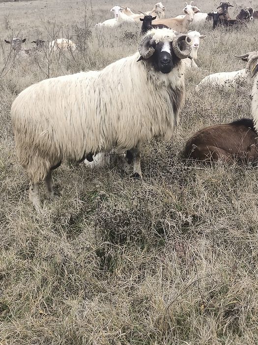 Vând.. berbec..breaz..3 anii