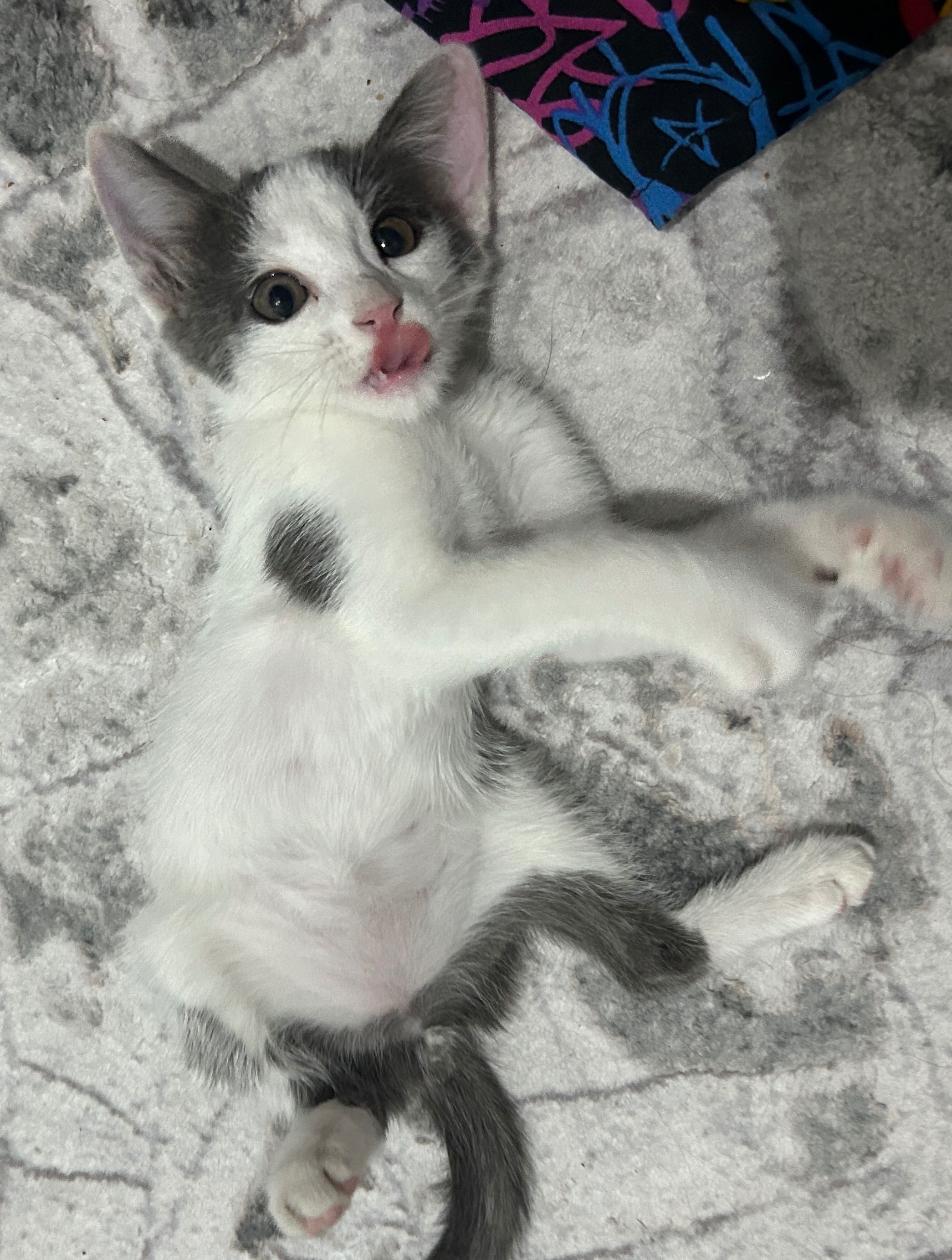 2.5 месячный котенок