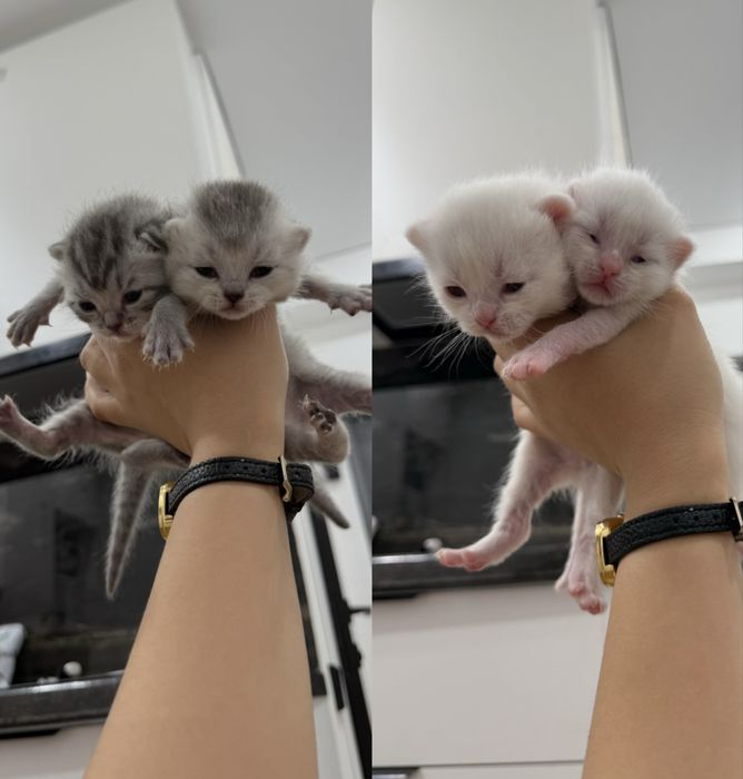 Шотландские котята вислоухие • девочки и мальчики