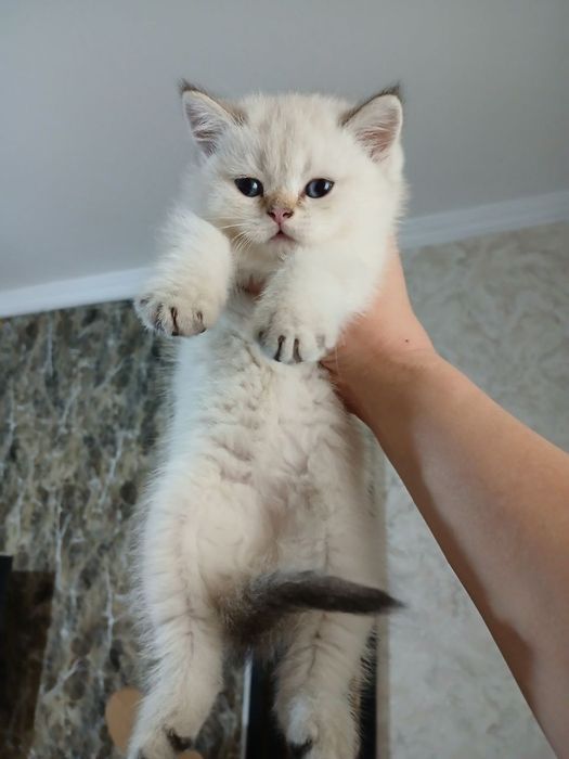 Продаются шикарные чистокровные котята Скоттиш фолд