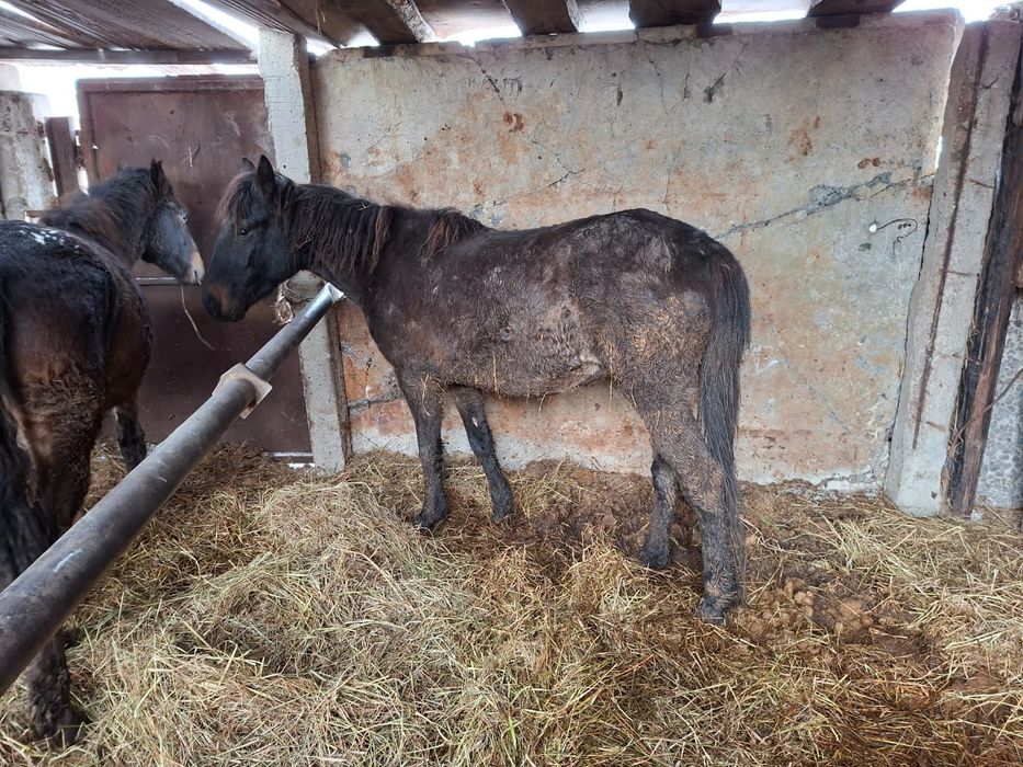 Продам Согым Жылқы