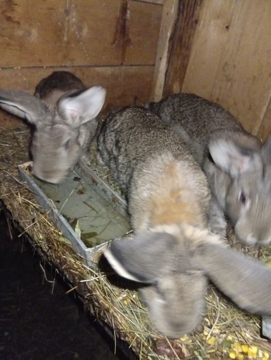 Vând iepuri românești