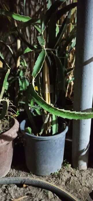 Питахайя - драконий фрукт