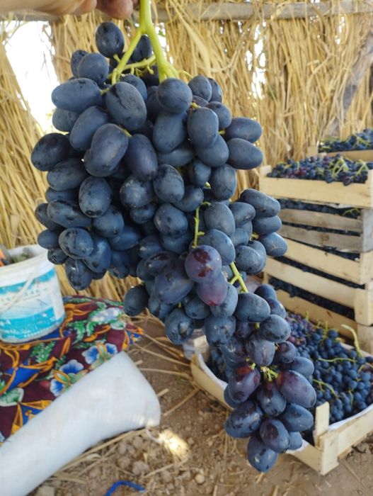 Uzum kóchatlar har hil so'rtlari