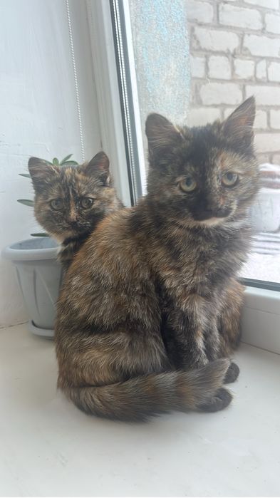 Отдам котят в добрые руки