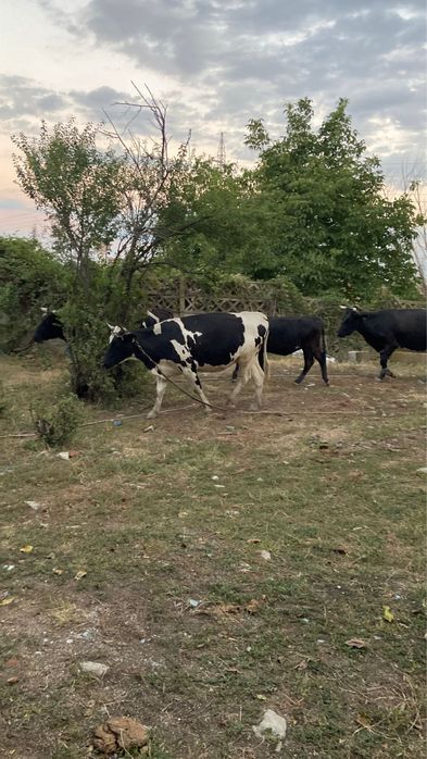 Vand 12 vaci inscrise in COP