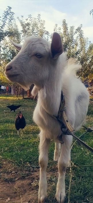 Зенен эчки болалари сотилади.