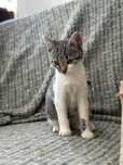Ofer spre adoptie 2 pisicute
