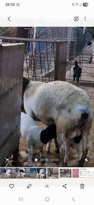 Oaie dorper la a 2 fatare, pereche,