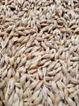 Porumb, grâu triticale, orz, floarea soarelui