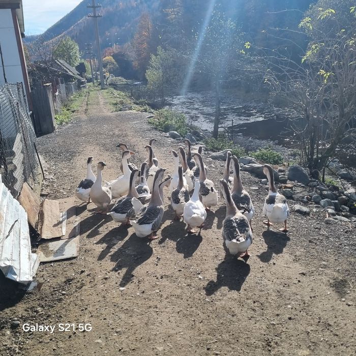 gaste africane de anul 2025