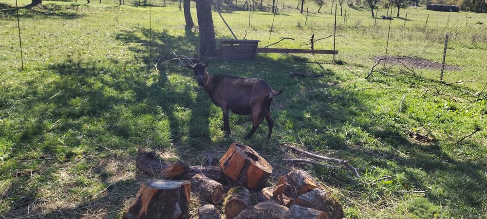 Capra Alpina Franceza și Tapisor Alpin Fray