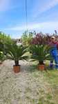 Grădina ta, un colț de natură – Plante ornamentale de vânzare!