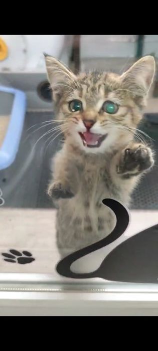 Котёнок девочка ищет дом!